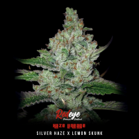 Redeye Seeds - Lemon Haze