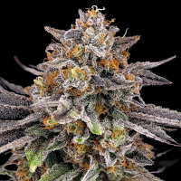 Ripper Seeds - CandyGaz (3.Stk/fem.)