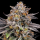 Ripper Seeds - CandyGaz (3.Stk/fem.)