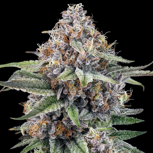 Ripper Seeds - Eyeballz (3Stk./fem)