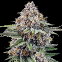 Ripper Seeds - Eyeballz (3Stk./fem)