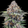 Ripper Seeds - Eyeballz (3Stk./fem)