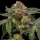 Ripper Seeds - Zake (3Stk./fem)