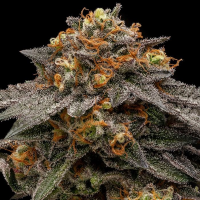 Ripper Seeds - Shimo (3Stk./fem)