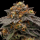 Ripper Seeds - Shimo (3Stk./fem)