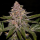 Ripper Seeds - Radical Juice (3Stk./fem)