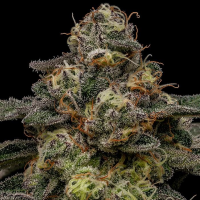 Ripper Seeds - Zombie Bride (3Stk./fem)