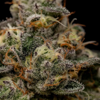 Ripper Seeds - Zombie Bride (3Stk./fem)