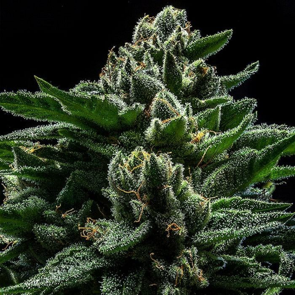 Ripper Seeds - DO-G (3Stk./fem)