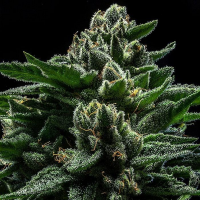 Ripper Seeds - DO-G (3Stk./fem)
