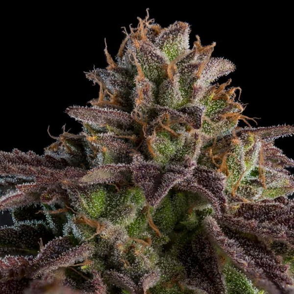 Ripper Seeds - KMintz (3Stk./fem)