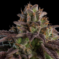 Ripper Seeds - KMintz (3Stk./fem)