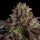 Ripper Seeds - KMintz (3Stk./fem)