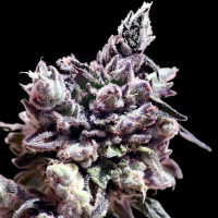 Ripper Seeds - Washing Machine (3Stk./fem)
