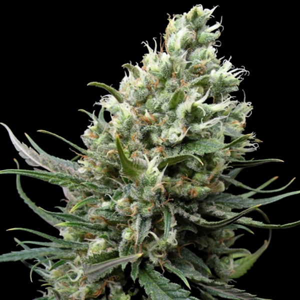 Ripper Seeds - Ripper Haze (3Stk./fem)