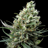 Ripper Seeds - Ripper Haze (3Stk./fem)