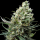 Ripper Seeds - Ripper Haze (3Stk./fem)