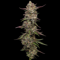Humboldt Seeds - Guzzlerz (3Stk./fem)