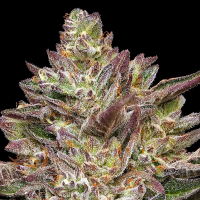 Humboldt Seeds - Guzzlerz (3Stk./fem)