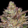 Humboldt Seeds - Guzzlerz (3Stk./fem)