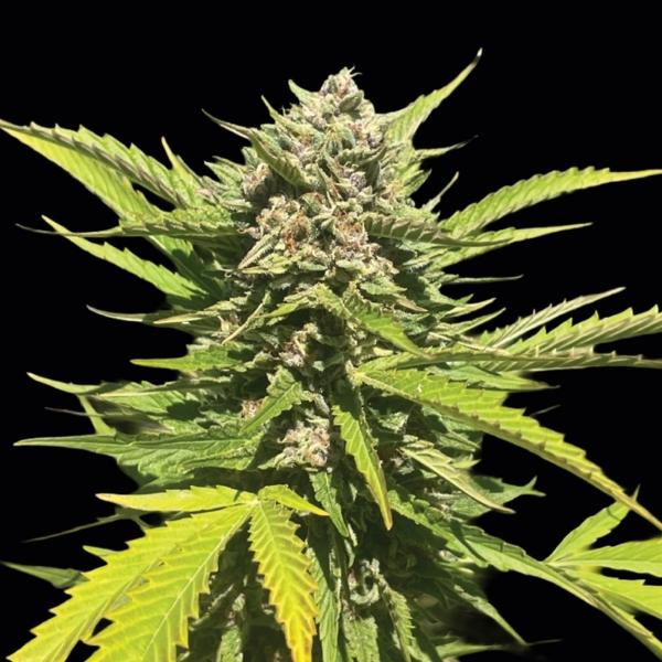 Humboldt Seeds - Banana Melt (3Stk./fem)