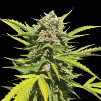Humboldt Seeds - Banana Melt (3Stk./fem)