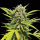 Humboldt Seeds - Banana Melt (3Stk./fem)