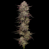 Humboldt Seeds - Chicken´N´Waffelz (3Stk./fem)