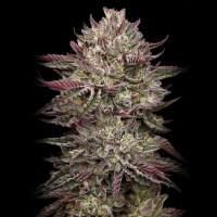 Humboldt Seeds - Chicken´N´Waffelz (3Stk./fem)