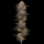 Humboldt Seeds - Chicken´N´Waffelz (3Stk./fem)