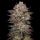 Humboldt Seeds - Chicken´N´Waffelz (3Stk./fem)