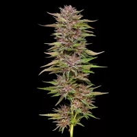 Humboldt Seeds - Pineapple Muffin (3Stk./fem)