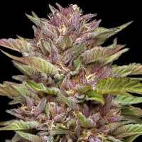 Humboldt Seeds - Pineapple Muffin (3Stk./fem)