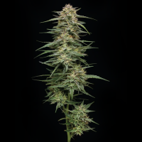 Humboldt Seeds - Raspberry Parfait (3Stk./fem)
