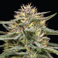 Humboldt Seeds - Raspberry Parfait (3Stk./fem)