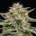 Humboldt Seeds - Raspberry Parfait (3Stk./fem)