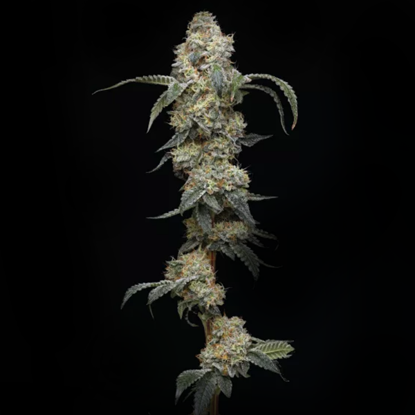 Humboldt Seeds - Farmers Daughter (3Stk/fem)