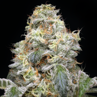 Humboldt Seeds - Farmers Daughter (3Stk/fem)
