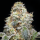 Humboldt Seeds - Farmers Daughter (3Stk/fem)