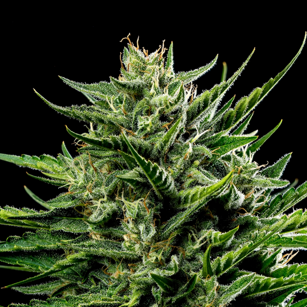 Humboldt Seeds - Emerald Fire OG (5Stk./fem)