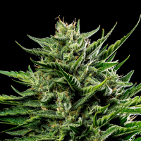 Humboldt Seeds - Emerald Fire OG (5Stk./fem)