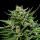 Humboldt Seeds - Emerald Fire OG (5Stk./fem)