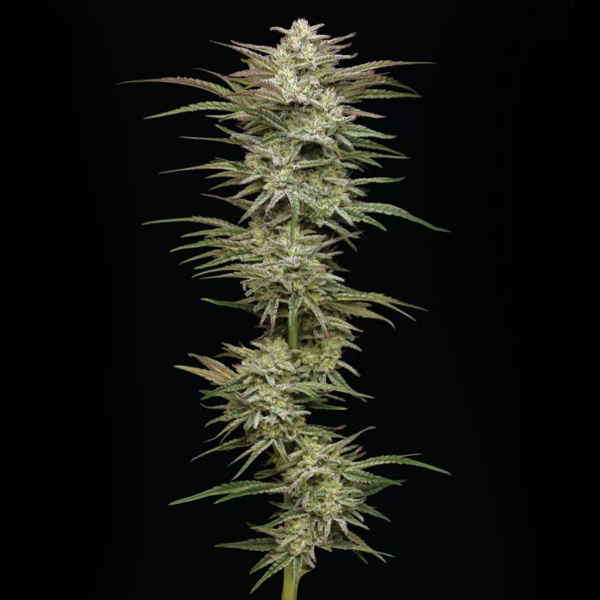 Humboldt Seeds - Jelly Donutz (3Stk./Auto)