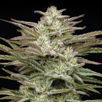 Humboldt Seeds - Jelly Donutz (3Stk./Auto)
