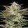 Humboldt Seeds - Jelly Donutz (3Stk./Auto)