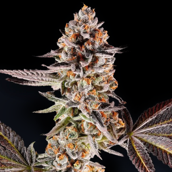 Compound Genetics - La Bomba - feminisierte Samen (5 Stück)