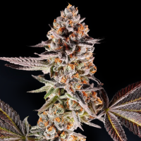 Compound Genetics - La Bomba - feminisierte Samen (5...