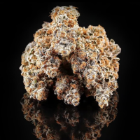 Compound Genetics - La Bomba - feminisierte Samen (5...