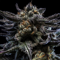 Ripper Seeds - Zombie Kush (3.Stk/fem.)