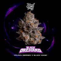 Wizard Trees - Black Orchard (Crunch Berries x Black Magic)